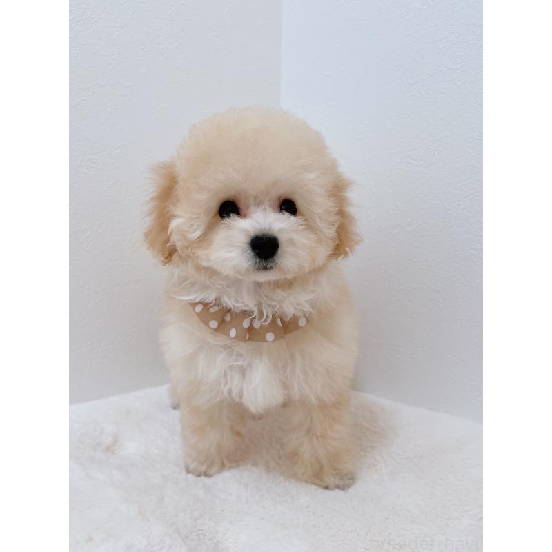 販売中の福岡県のタイニープードル-442698の4枚目