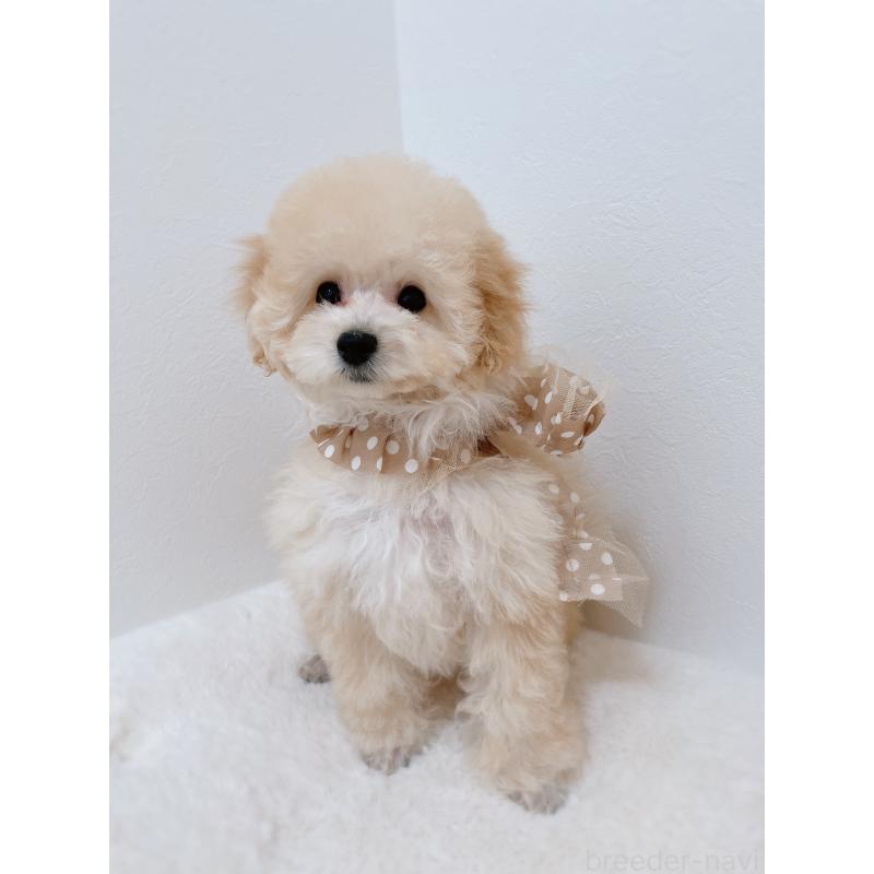 販売中の福岡県のタイニープードル-442698の3枚目