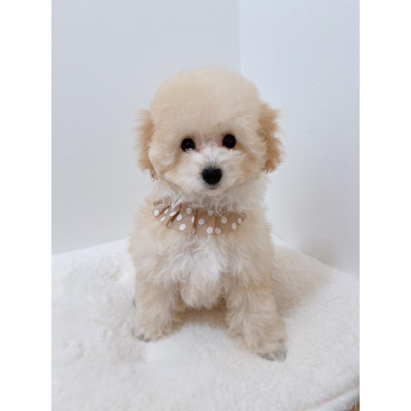 販売中の福岡県のタイニープードル-442698の2枚目