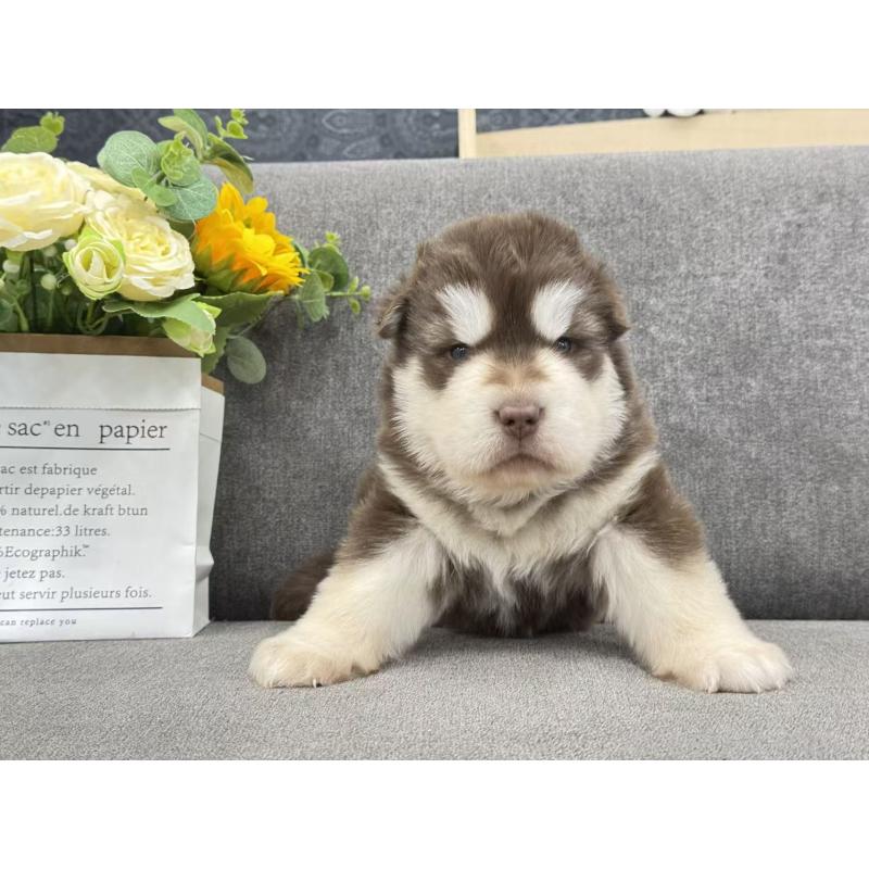 商談中の茨城県のアラスカンマラミュート-446265の5枚目