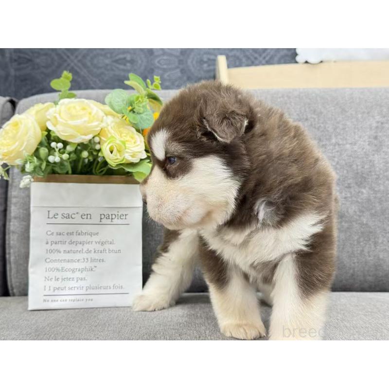 商談中の茨城県のアラスカンマラミュート-446265の4枚目