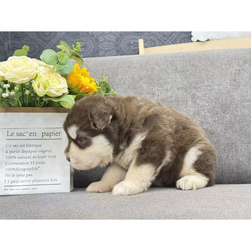 商談中の茨城県のアラスカンマラミュート-446265の3枚目