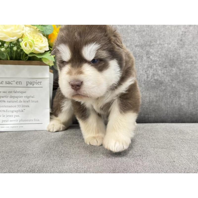 商談中の茨城県のアラスカンマラミュート-446265の2枚目