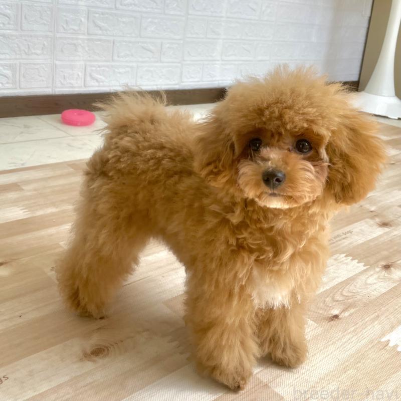 商談中の福岡県のタイニープードル-442884の4枚目