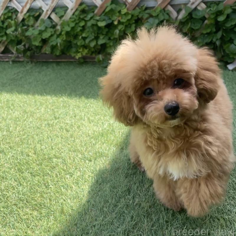 商談中の福岡県のタイニープードル-442884の3枚目