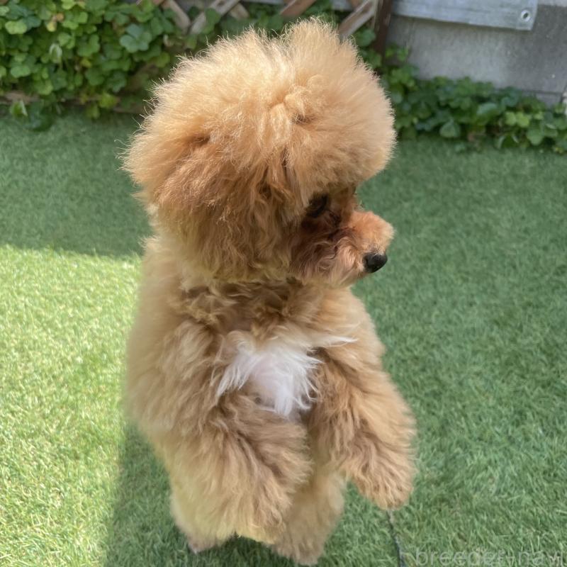 商談中の福岡県のタイニープードル-442884の2枚目