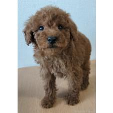 ♀︎ミニチュアプードル