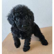 ♀︎ミニチュアプードル