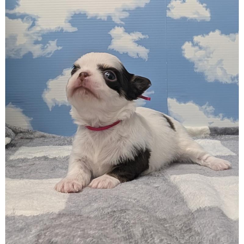 販売中の岐阜県のチワワ(ロングコート)-445704