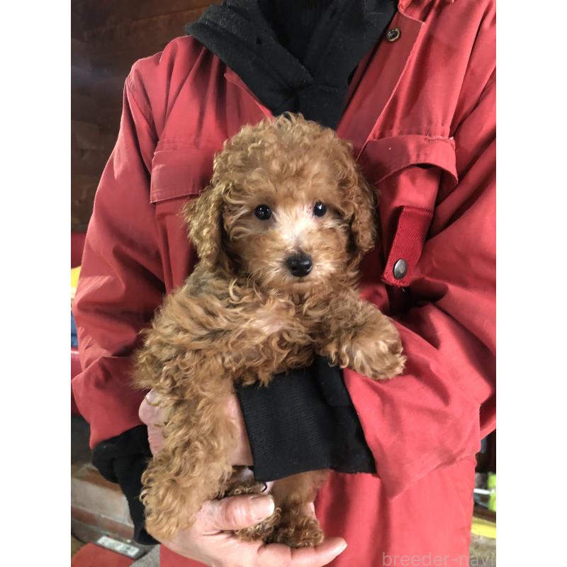 販売中の兵庫県のトイプードル-444619の14枚目