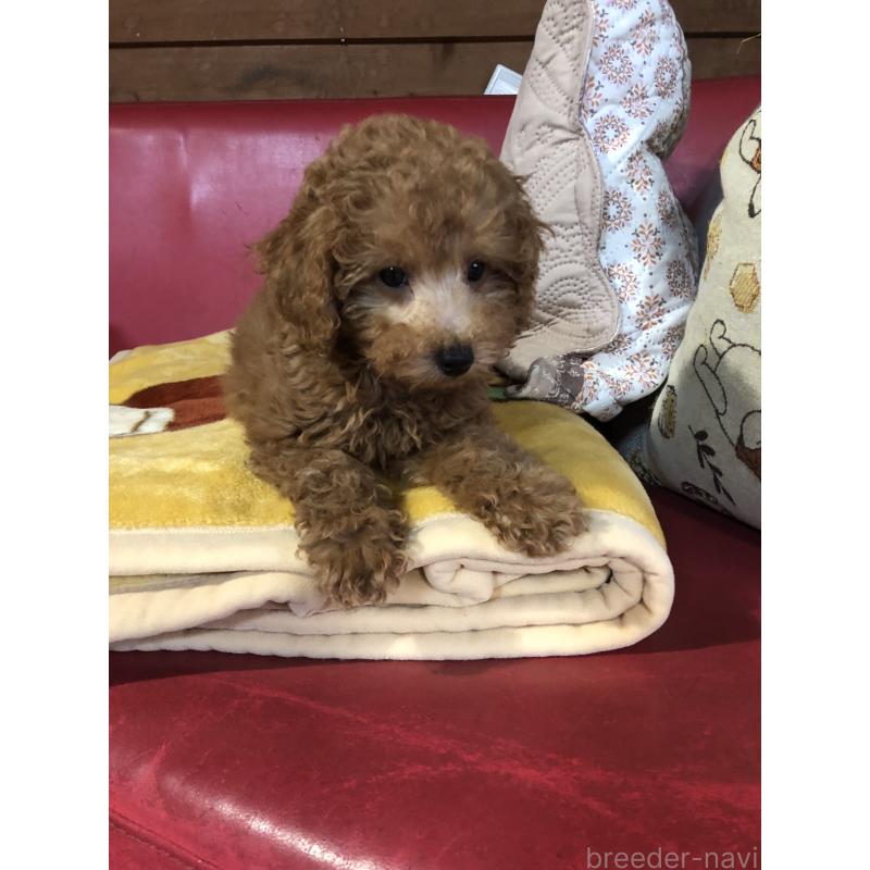 販売中の兵庫県のトイプードル-444619の13枚目