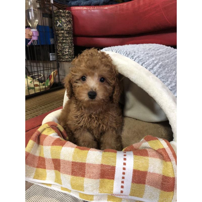 販売中の兵庫県のトイプードル-444619