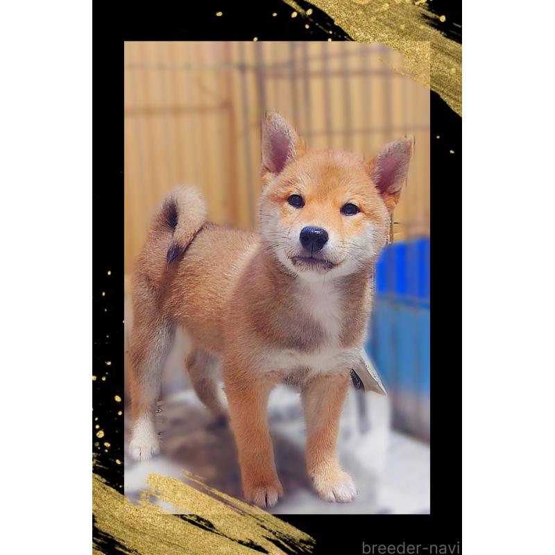 販売中の栃木県の柴犬-435577の2枚目