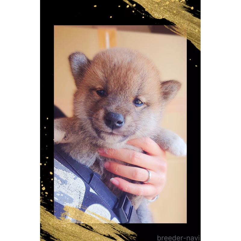 販売中の栃木県の柴犬-435576の3枚目