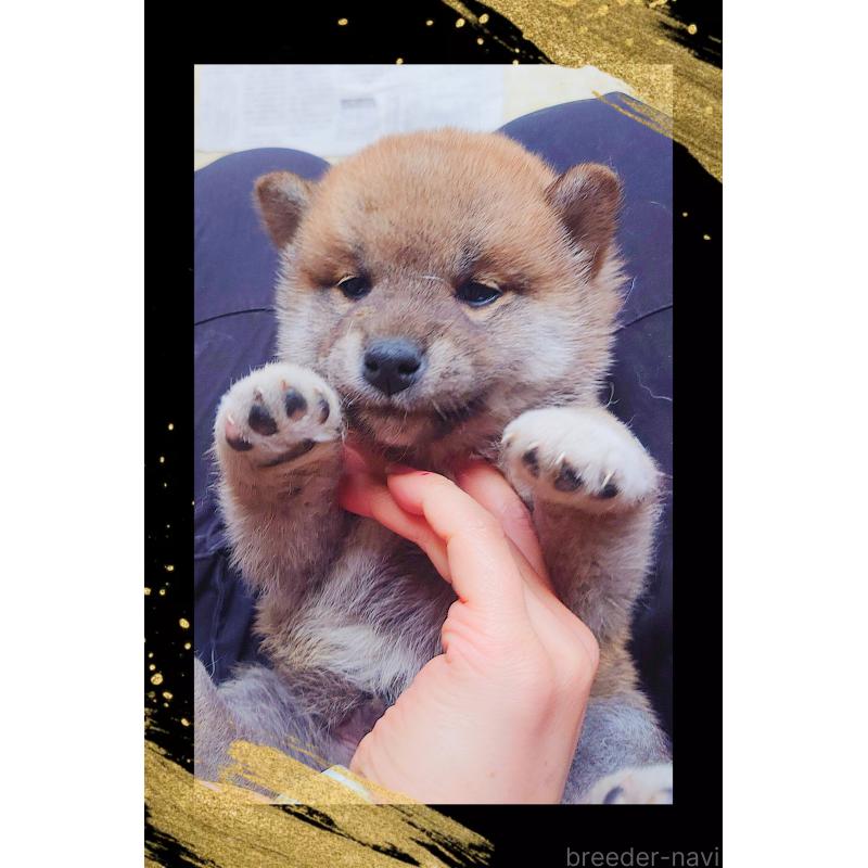 販売中の栃木県の柴犬-435576の2枚目