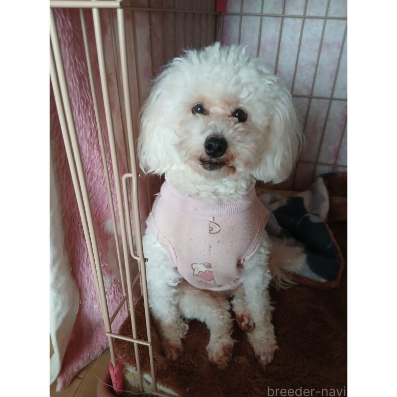 犬舎紹介の愛媛県の犬舎紹介-2484の3枚目