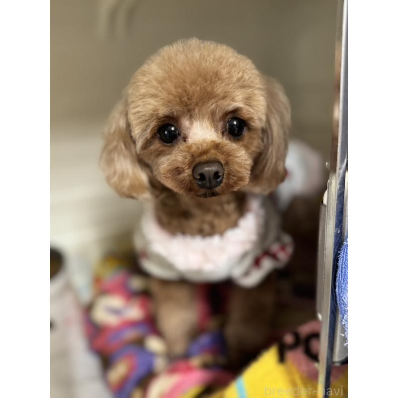 犬舎紹介の愛媛県の犬舎紹介-2484の4枚目