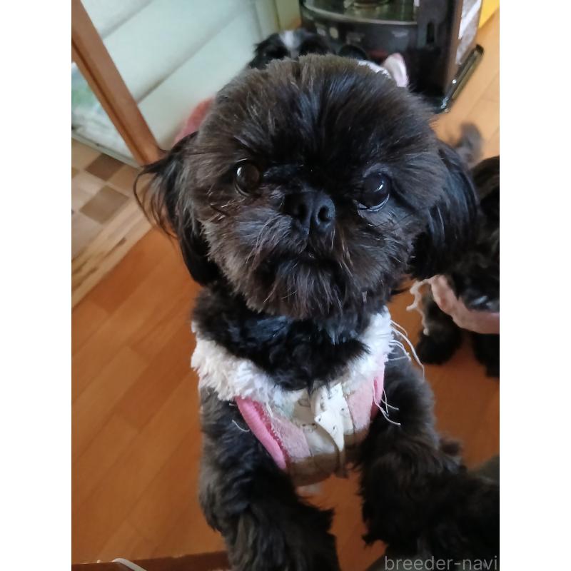 犬舎紹介の愛媛県の犬舎紹介-2484の5枚目