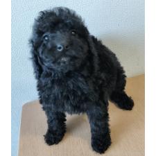 ♀︎ミディアムプードル