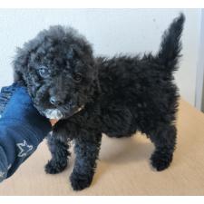 ♀︎ミディアムプードル