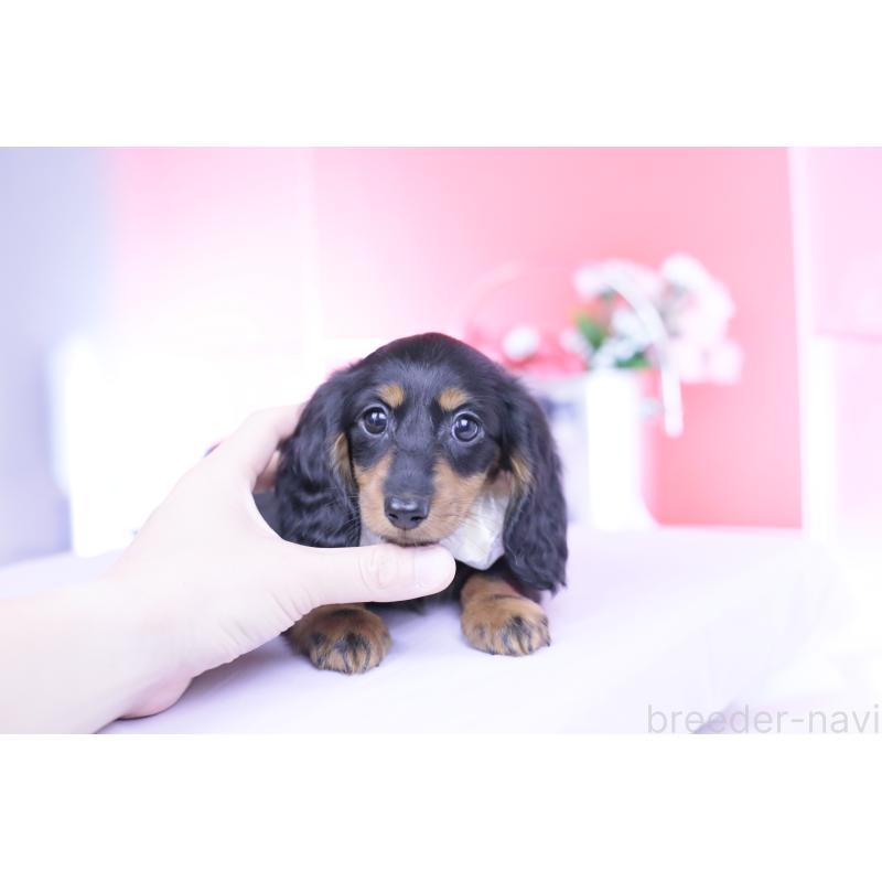 販売中の愛知県のカニンヘンダックスフンド(ロングヘアード)-444716の13枚目