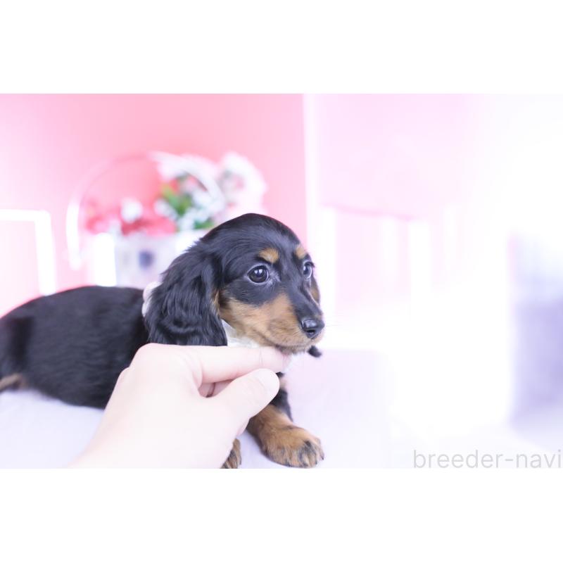 販売中の愛知県のカニンヘンダックスフンド(ロングヘアード)-444716の9枚目