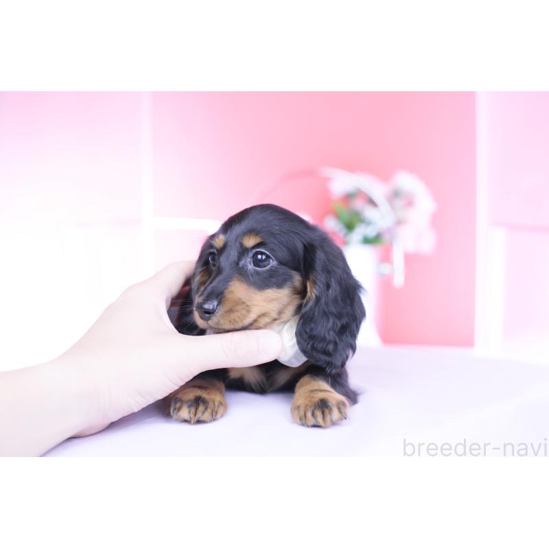 販売中の愛知県のカニンヘンダックスフンド(ロングヘアード)-444716の7枚目