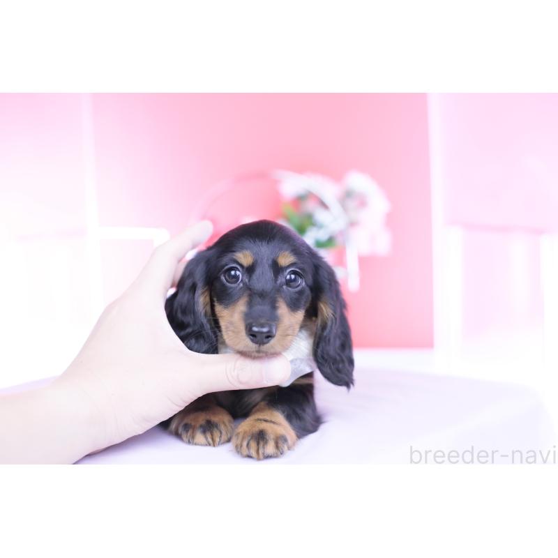 販売中の愛知県のカニンヘンダックスフンド(ロングヘアード)-444716の6枚目