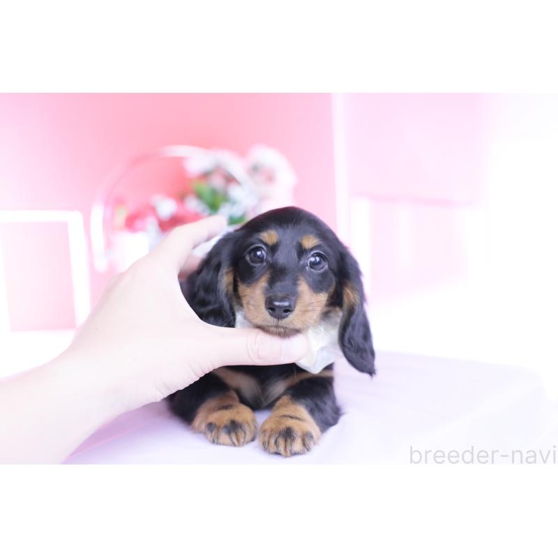 販売中の愛知県のカニンヘンダックスフンド(ロングヘアード)-444716の5枚目