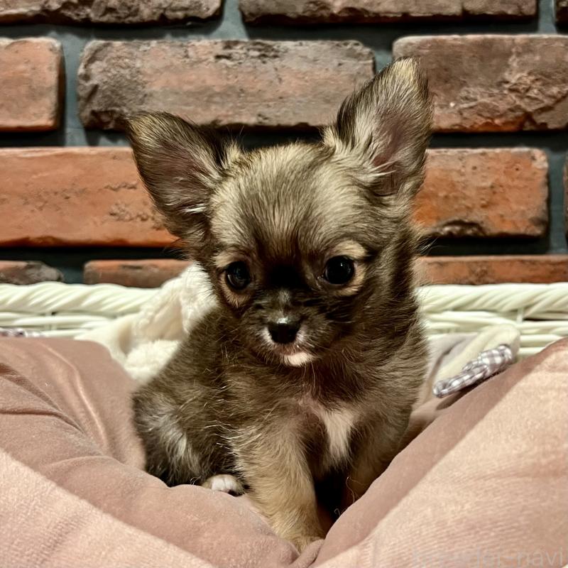 成約済の徳島県のチワワ(ロングコート)-444952の3枚目