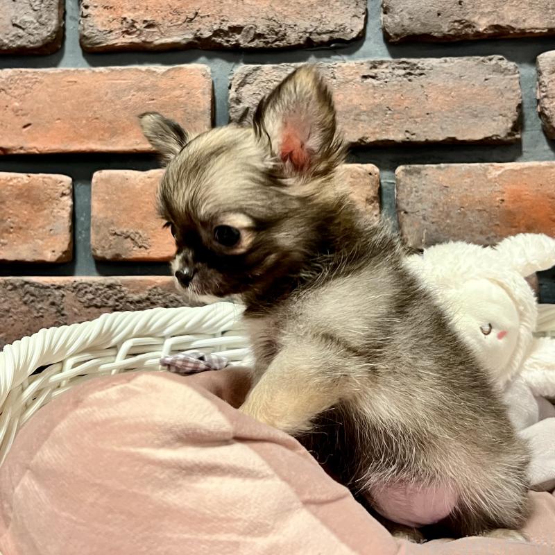 成約済の徳島県のチワワ(ロングコート)-444952の2枚目