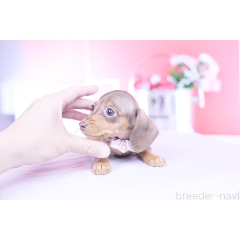 販売中の愛知県のカニンヘンダックスフンド(スムースヘアード)-444706の15枚目