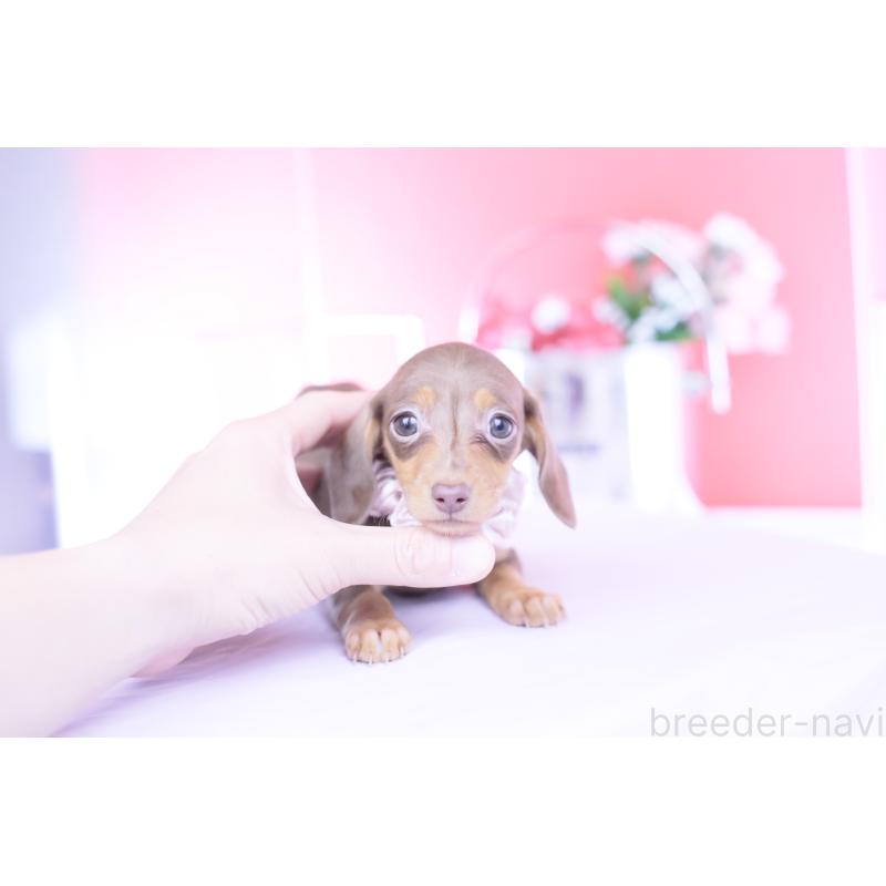 販売中の愛知県のカニンヘンダックスフンド(スムースヘアード)-444706の14枚目