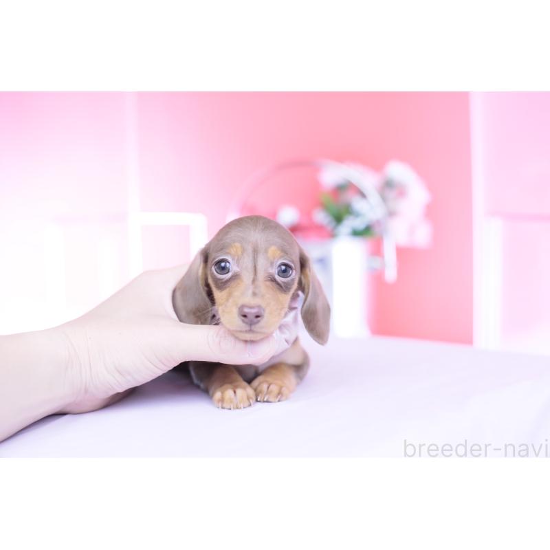 販売中の愛知県のカニンヘンダックスフンド(スムースヘアード)-444706の7枚目