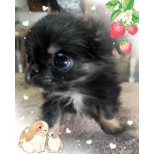 ♀︎チワワ(ロングコート)