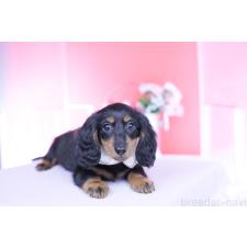 ♀︎カニンヘンダックスフンド(ロングヘアード)