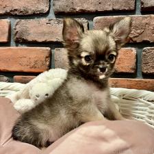 ♀︎チワワ(ロングコート)