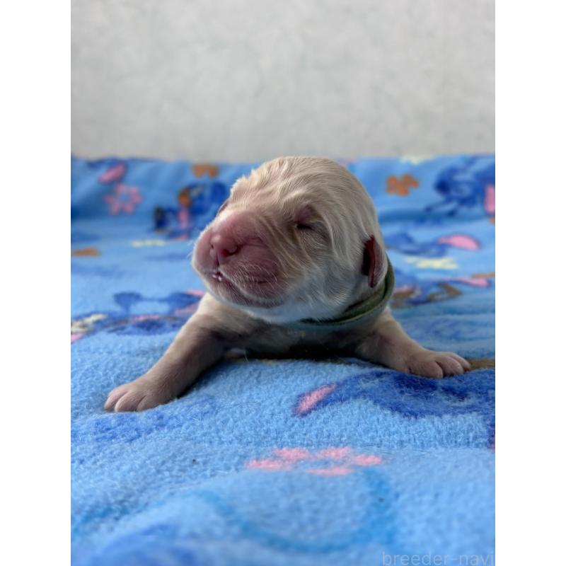 販売中の福岡県のゴールデンレトリーバー-442800の7枚目