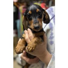 ♀︎ミニチュアダックスフンド(スムースヘアード)