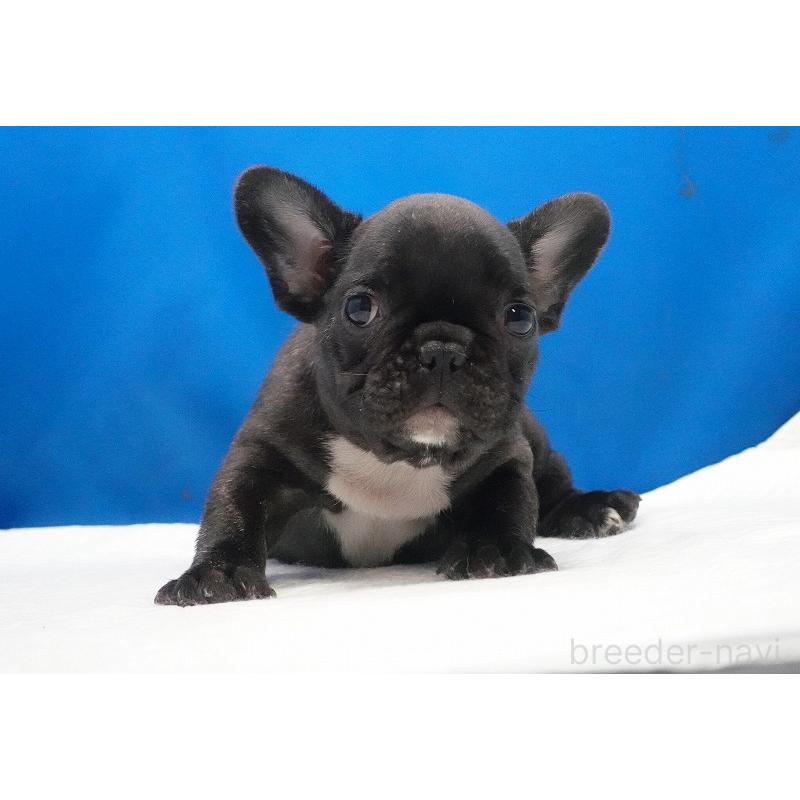 販売中の愛知県のフレンチブルドッグ-447317の35枚目