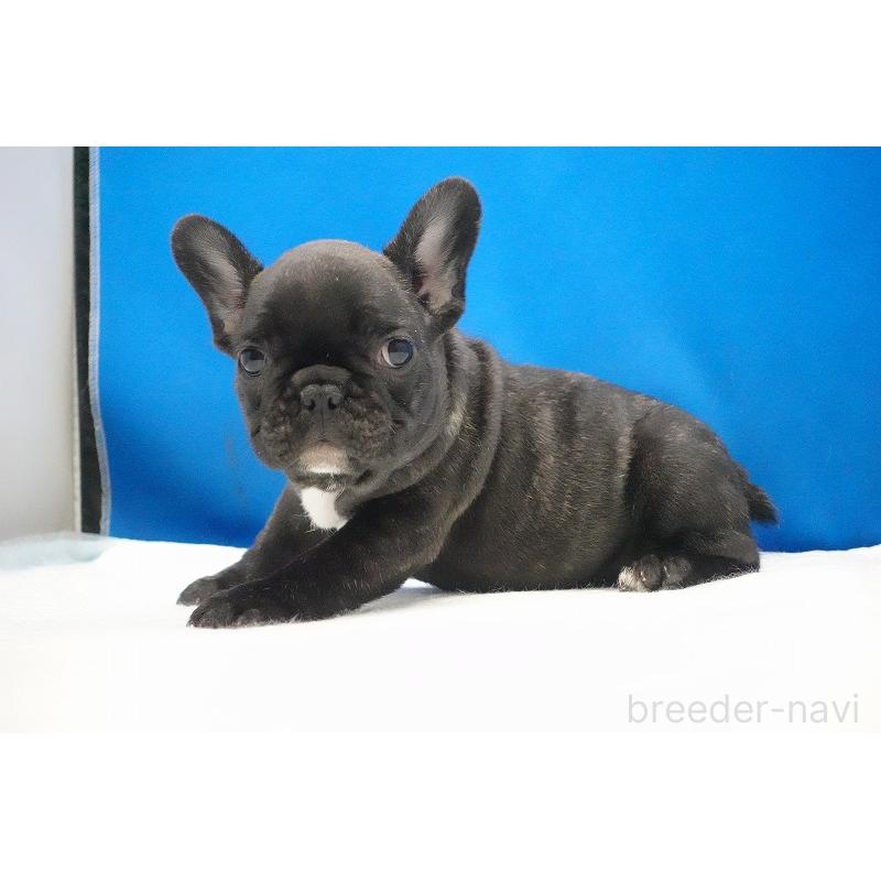 販売中の愛知県のフレンチブルドッグ-447317の34枚目