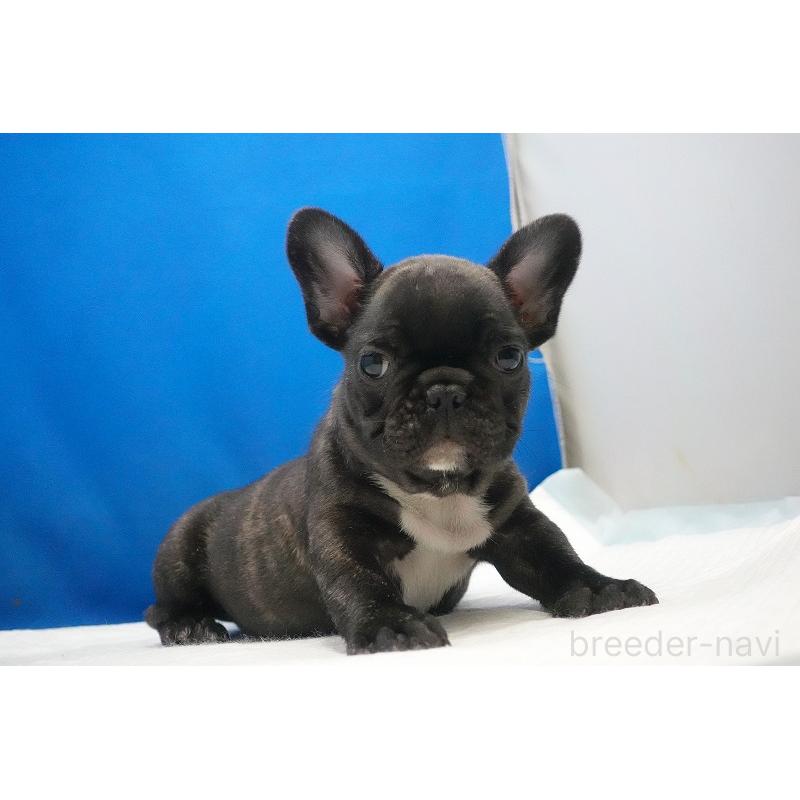 販売中の愛知県のフレンチブルドッグ-447317の33枚目