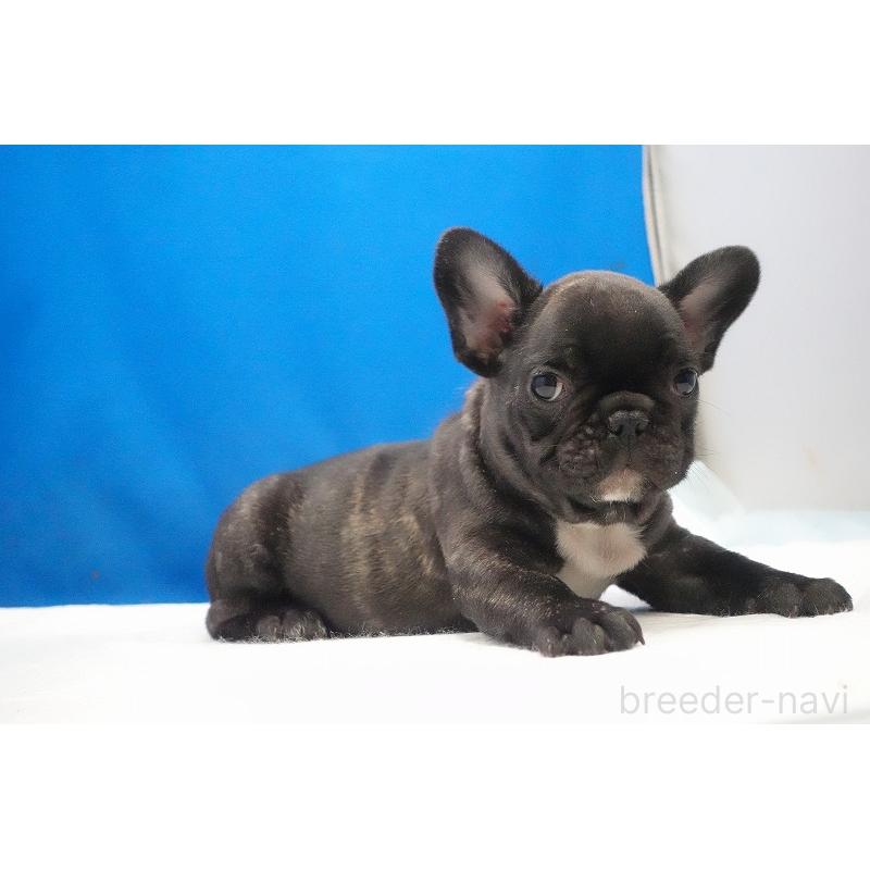 販売中の愛知県のフレンチブルドッグ-447317の32枚目