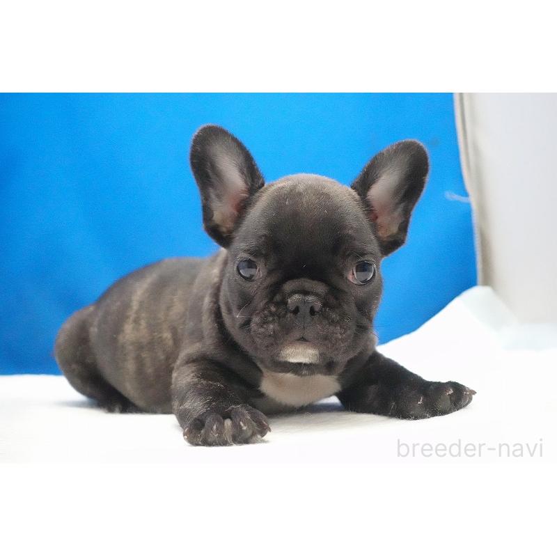 販売中の愛知県のフレンチブルドッグ-447317の30枚目