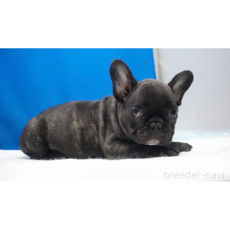 販売中の愛知県のフレンチブルドッグ-447317の29枚目