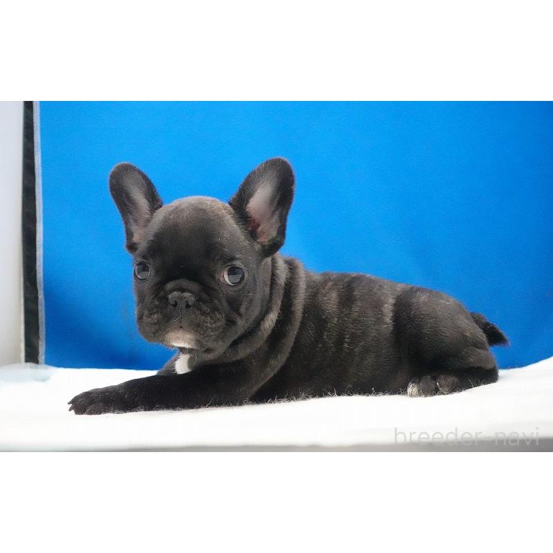 販売中の愛知県のフレンチブルドッグ-447317の28枚目