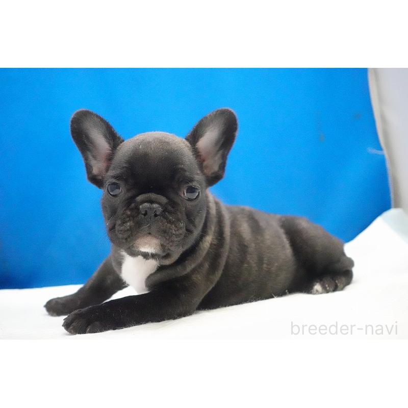 販売中の愛知県のフレンチブルドッグ-447317の27枚目