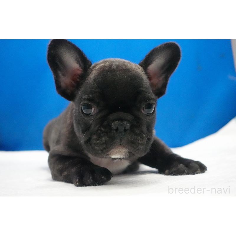 販売中の愛知県のフレンチブルドッグ-447317の26枚目