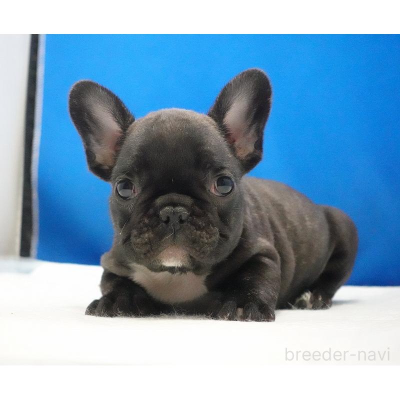 販売中の愛知県のフレンチブルドッグ-447317の25枚目