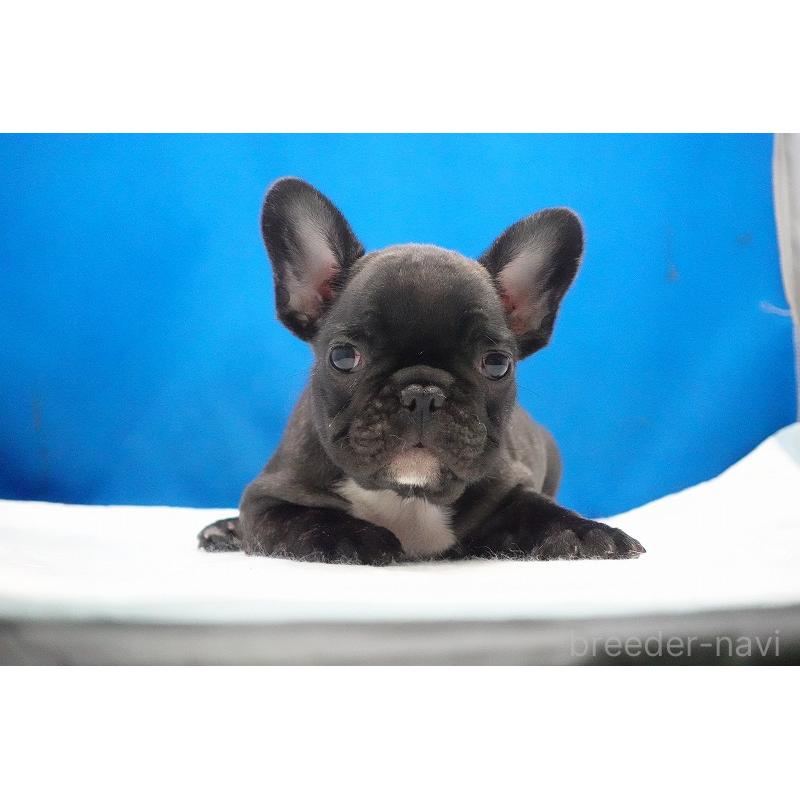 販売中の愛知県のフレンチブルドッグ-447317の24枚目